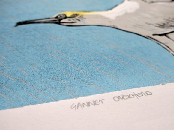 Gannet Overhead